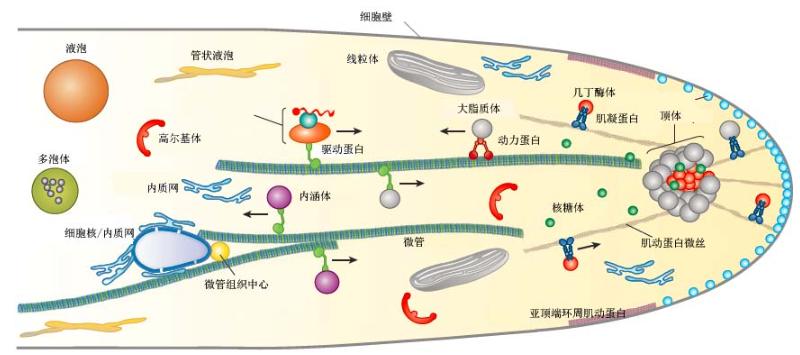 地下真菌网络：菌丝网络，在植物间信息传递、养分共享面的作用