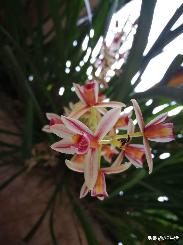 带你认识中华兰花纹瓣兰,顶级纹瓣兰图片