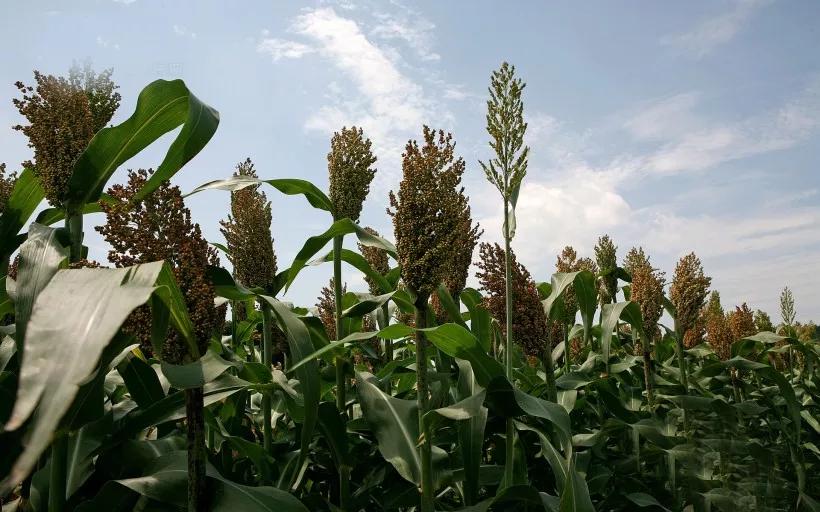 高粱品种图片大全,高粱乌米图片