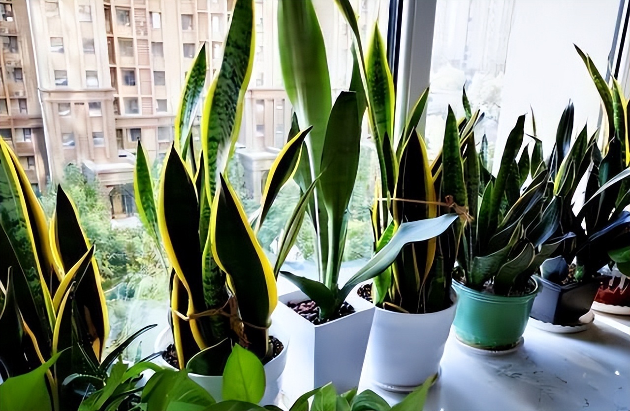 洋葱去除甲醛最有效的方法,甲醛去除方法清华大学