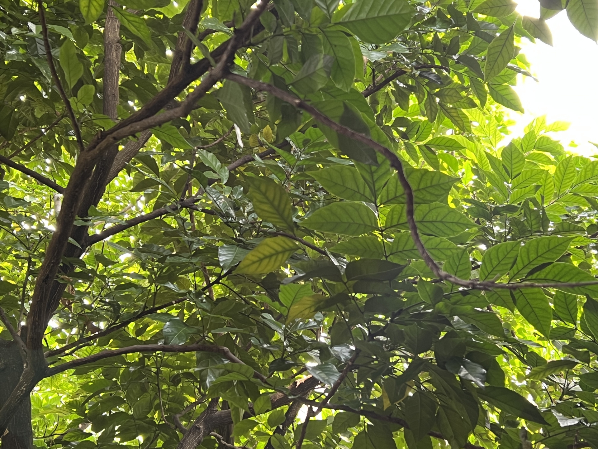 双机党iphone13promax,入手两个苹果手机怎么选择