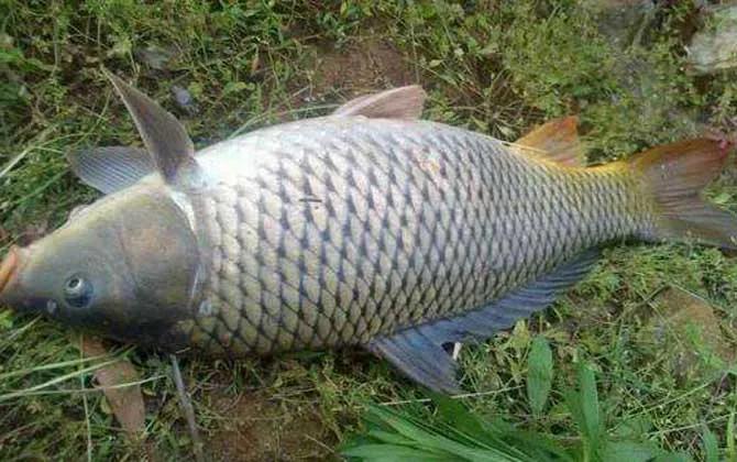 大棚钓鲤鱼调漂技巧,老坛玉米钓鲤鱼技巧