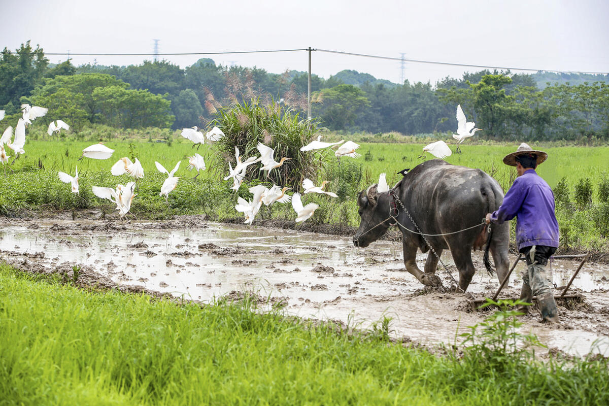 中国古代为什么不在南方养马,古代农耕民族为什么养不出好马