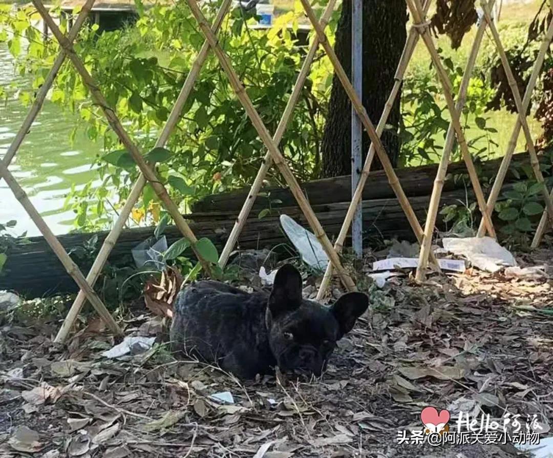 玄武门：黑色肌肤下，它背着一窝苍蝇卵垂死流浪