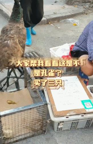 女子花3000块钱买了只鸡,女子花两万元买只鸡