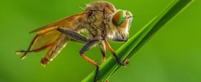 带“牛”却不是牛，似牛非牛，刷新你的认知