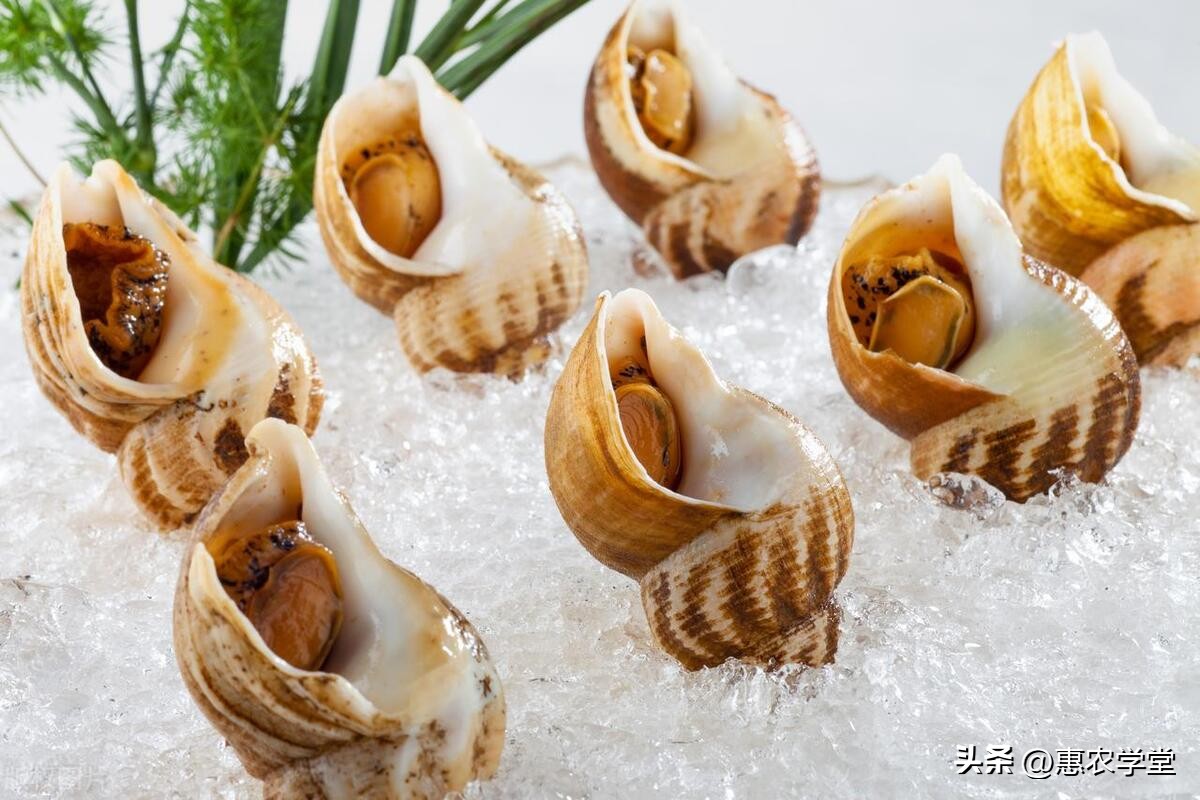 海鲜海螺现在价格,海鲜市场买什么海螺好
