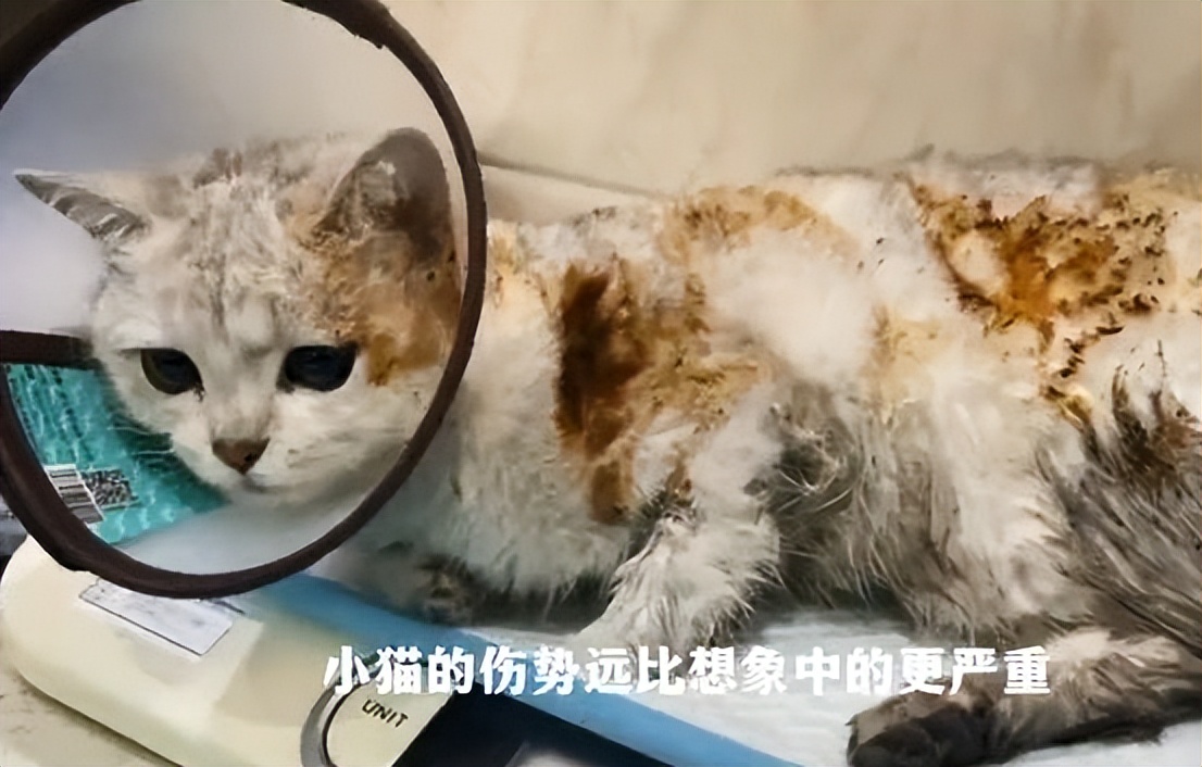 银渐层被收养被自家狗排挤,银渐层猫被人虐待残疾