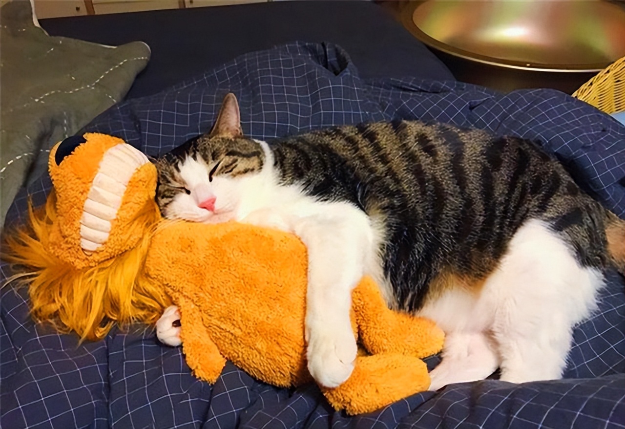 新手养猫的十大建议,新手养猫的十大忠告