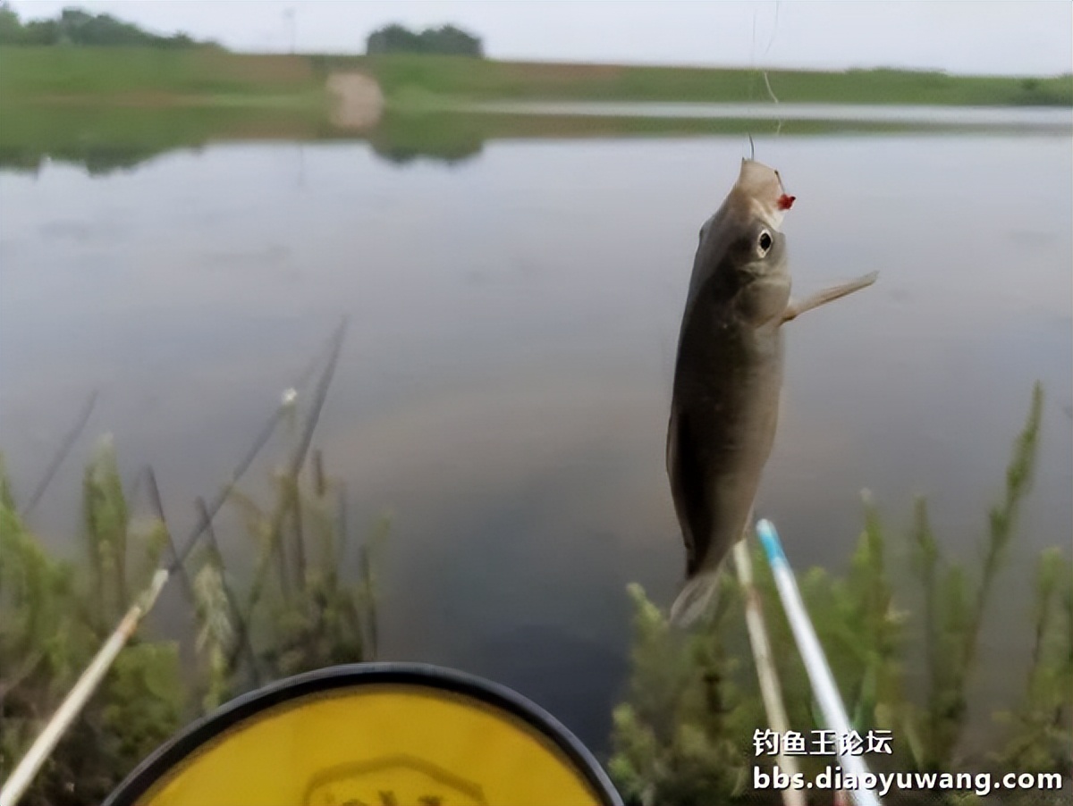 饵料完全包住钩,饵料完美状态