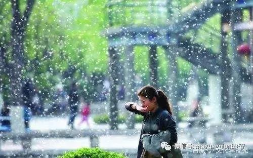 柳絮纷飞的古诗词,关于柳絮飞舞的古诗句