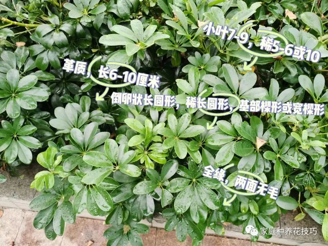 招财进宝植物的风水,寓意招财进宝的植物