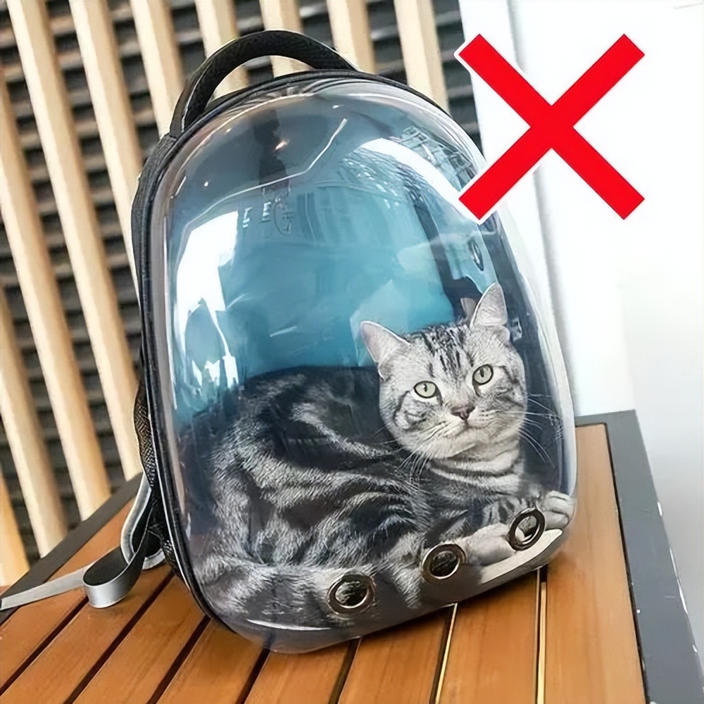 害死猫的网红饰品,盘点那些被人害死的网红猫