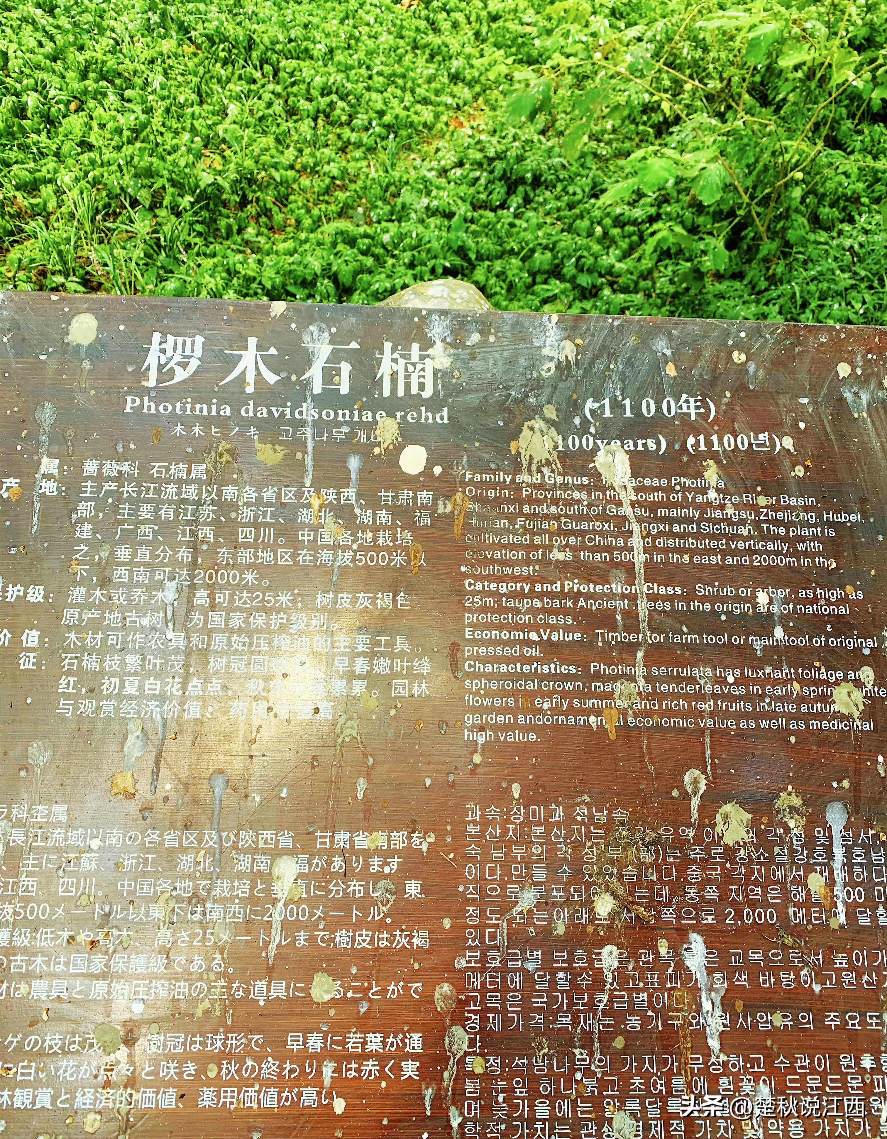 江西樟树第一古樟林,吉尼斯之最古樟树林