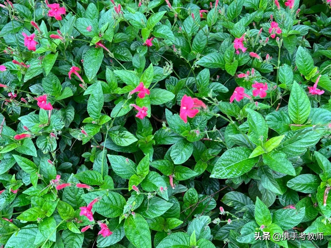 艳芦莉花期多长,艳芦莉花期
