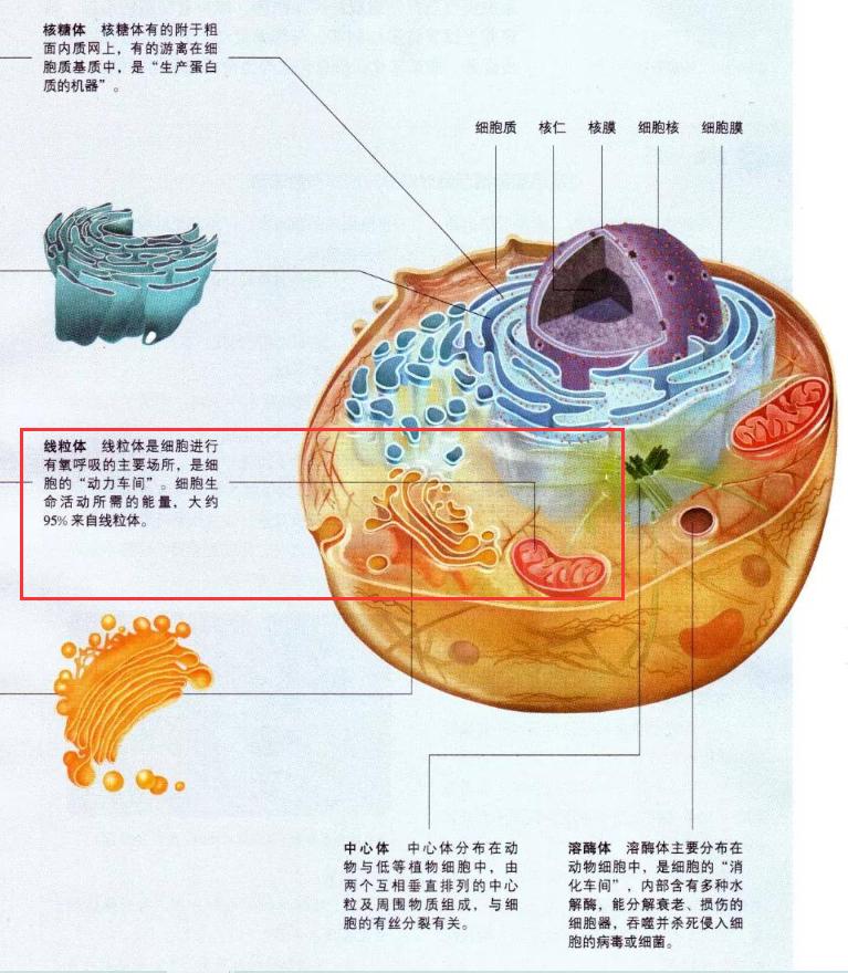 最贵的一瓶护肤品,很昂贵的护肤品