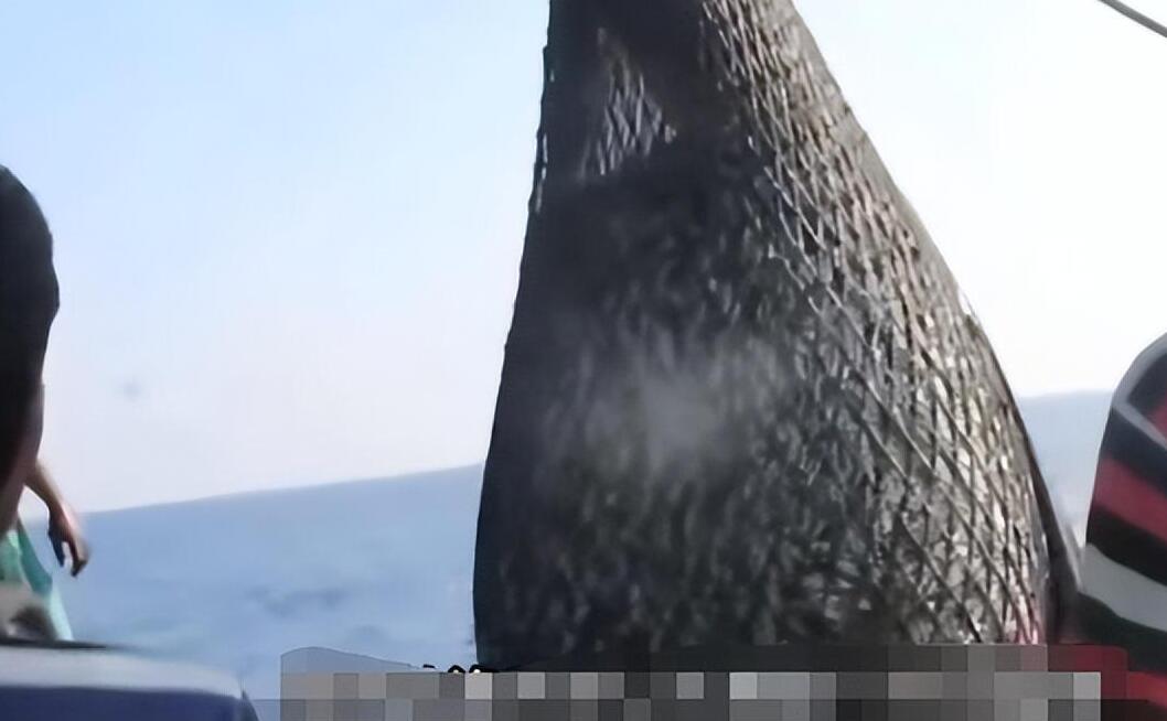 渔民一网捞1500多斤大黄鱼,渔民捞满一网鱼视频