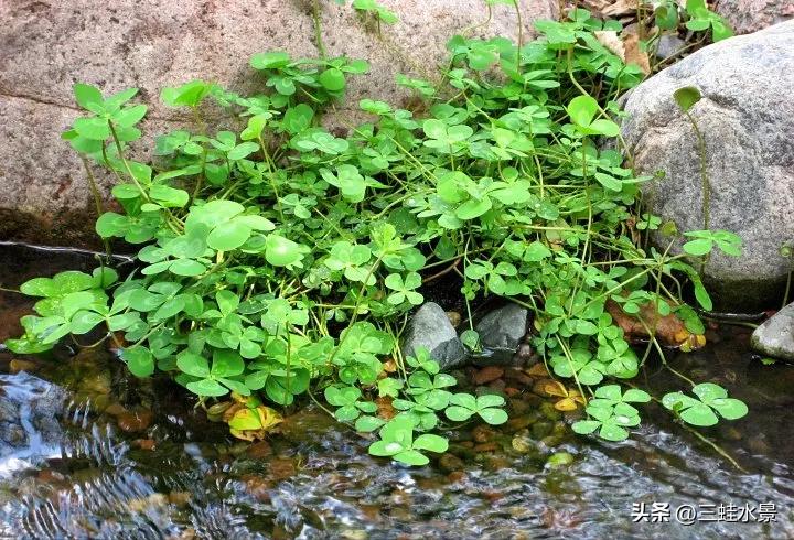 池塘里适合种什么植物,鱼塘适合种点什么植物