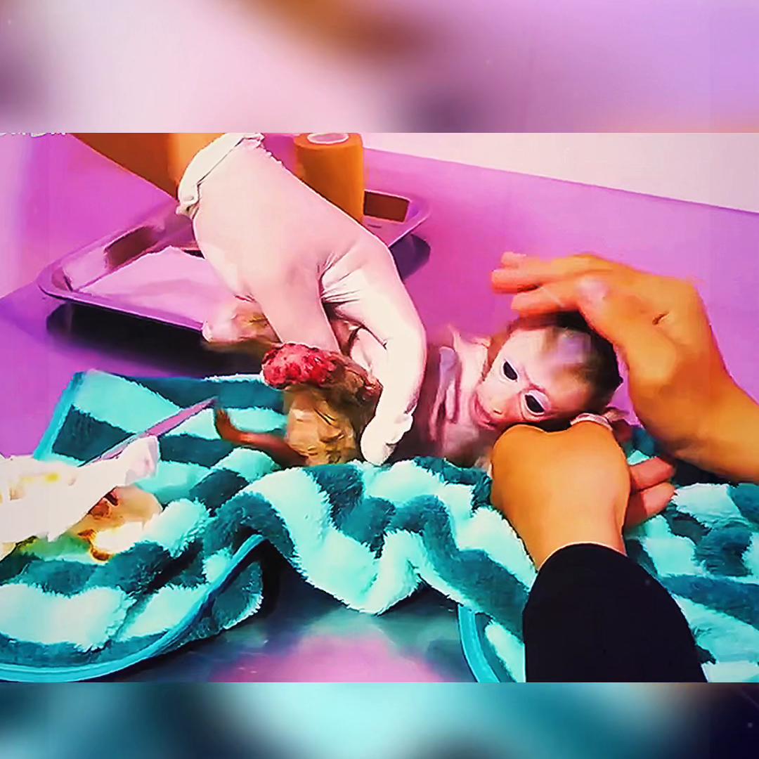 遭遇车祸的小猴子,小猴子出车祸