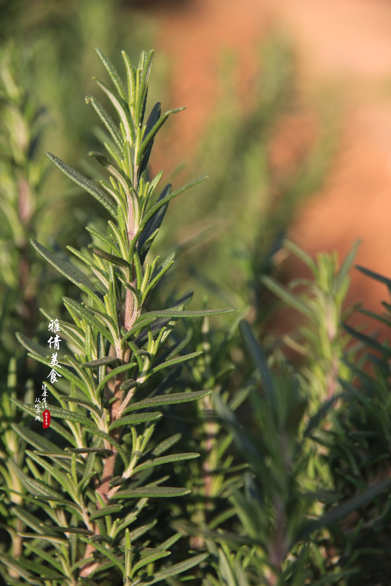俗称“海洋之露”，牛排加它“锦上添花”，它还是天然美发美容剂
