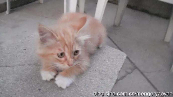 忧郁的毛毛小说,情缘伤感情歌