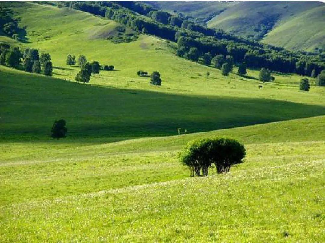 胡马：草原上的干枝梅（下）
