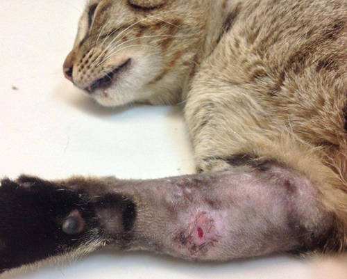 猫的脚受伤了怎么办,猫打架脚受伤