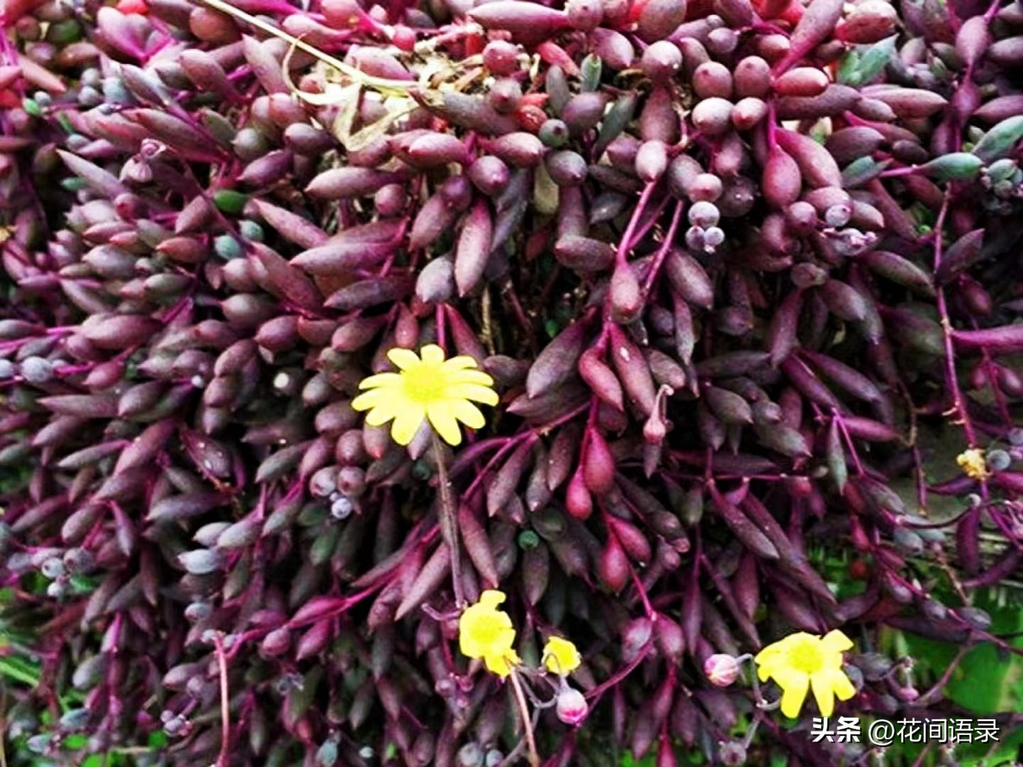 多子多肉,多子多孙多肉怎么栽培