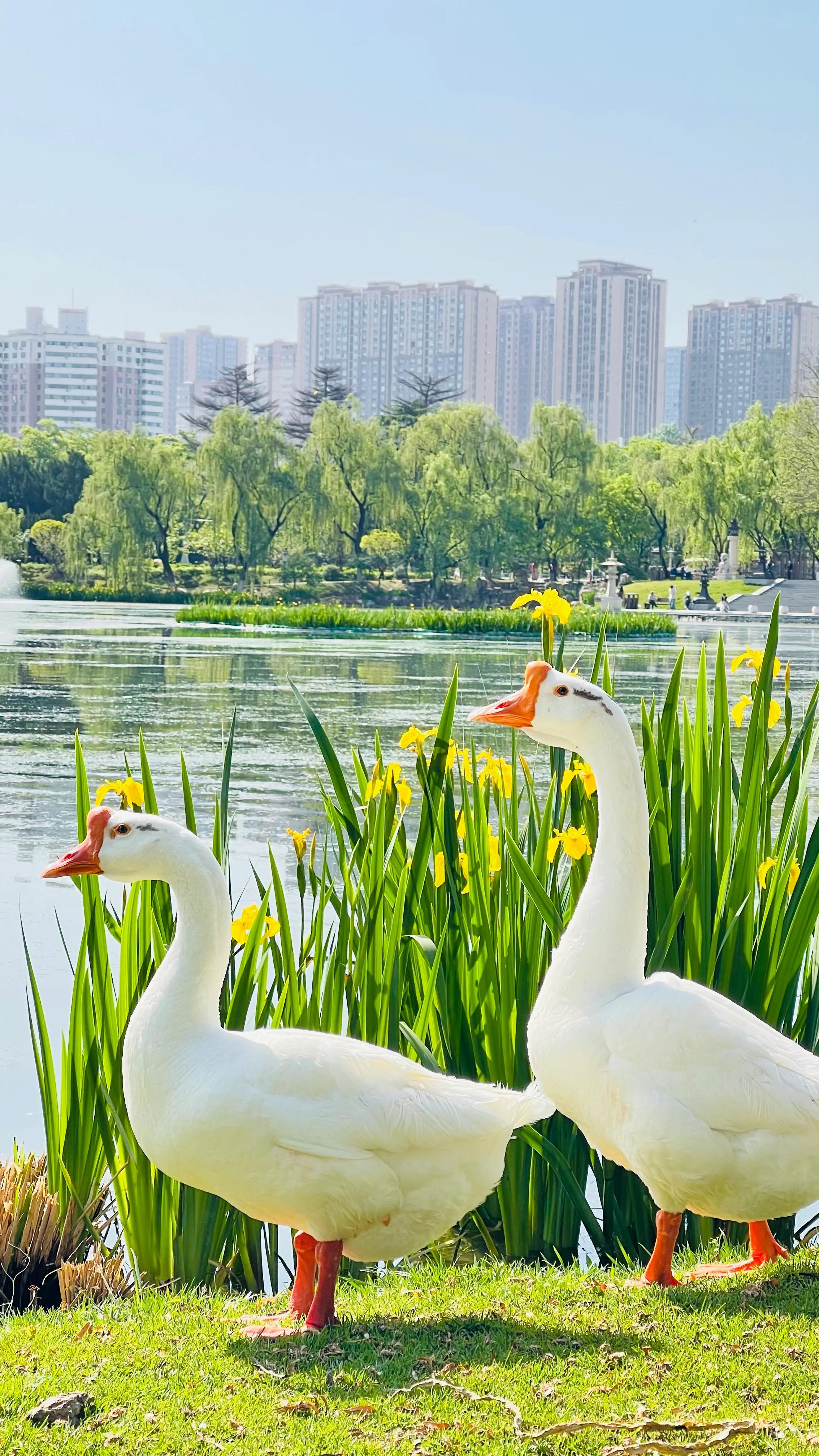 兴庆公园长乐之声合唱团直播现场,兴庆公园大合唱