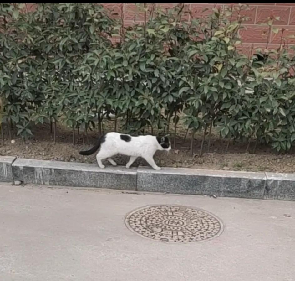 流浪猫度过严寒,流浪猫狗最难熬的日子