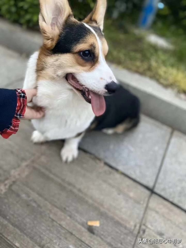 宠物消毒剂对狗狗有没有影响,狗狗消毒液对狗有害吗