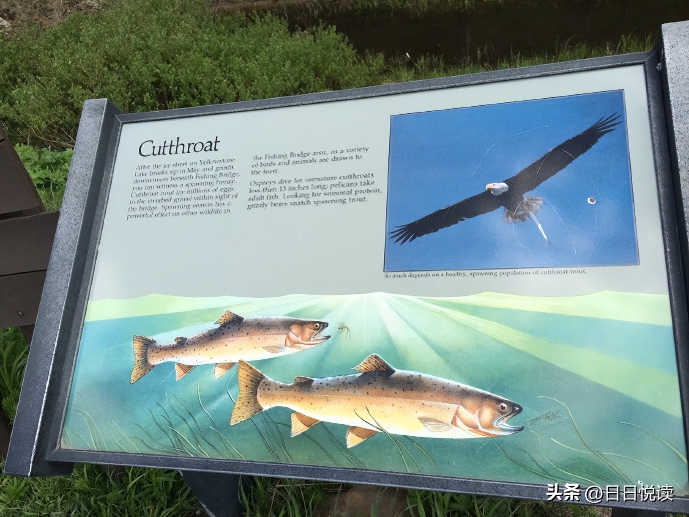 美国黄石国家公园经典风景图片,美国黄石国家公园在地图怎么找