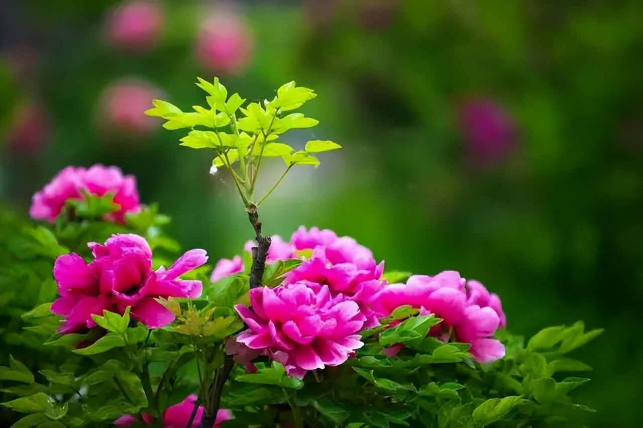 中国十大名花排行榜及图片,中国十大名花明细