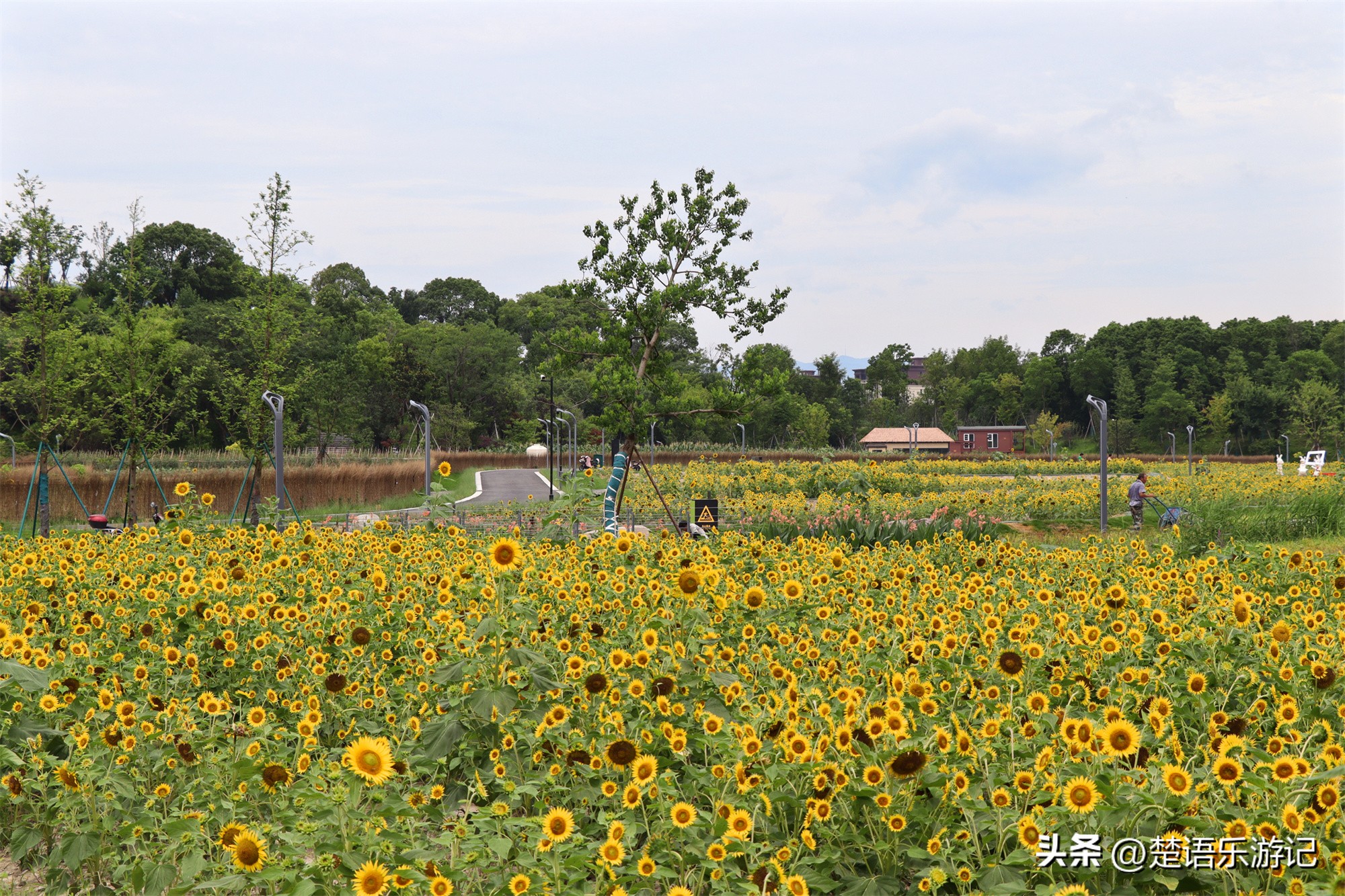 宁波附近向日葵花海在哪里,宁波向日葵花海打卡网红地