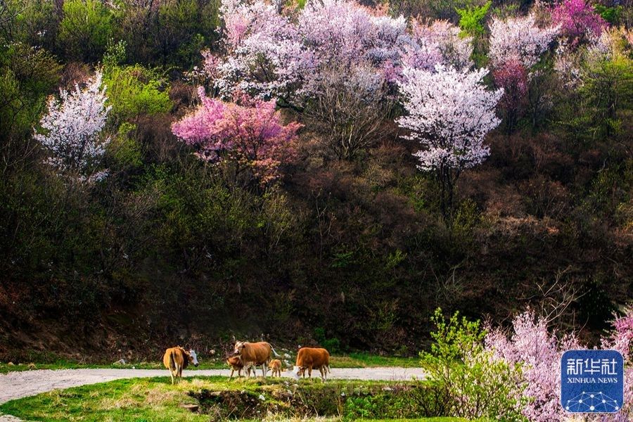 河南新县樱花盛开春意盎然,新县最美樱花开了