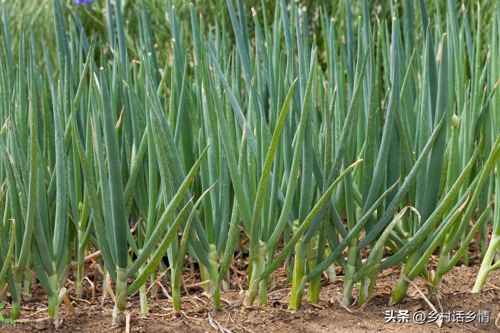 大葱想要长的好浇水有技巧,大葱幼苗要注意什么
