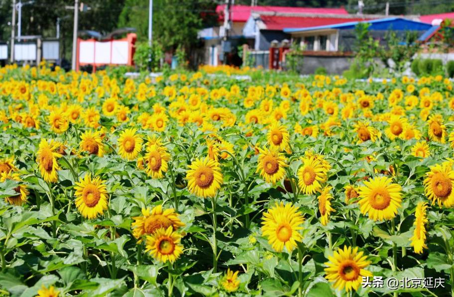 延庆香营“金色花田”开出致富好“丰”景