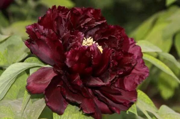 牡丹花国花的寓意,中国的国花是牡丹吗