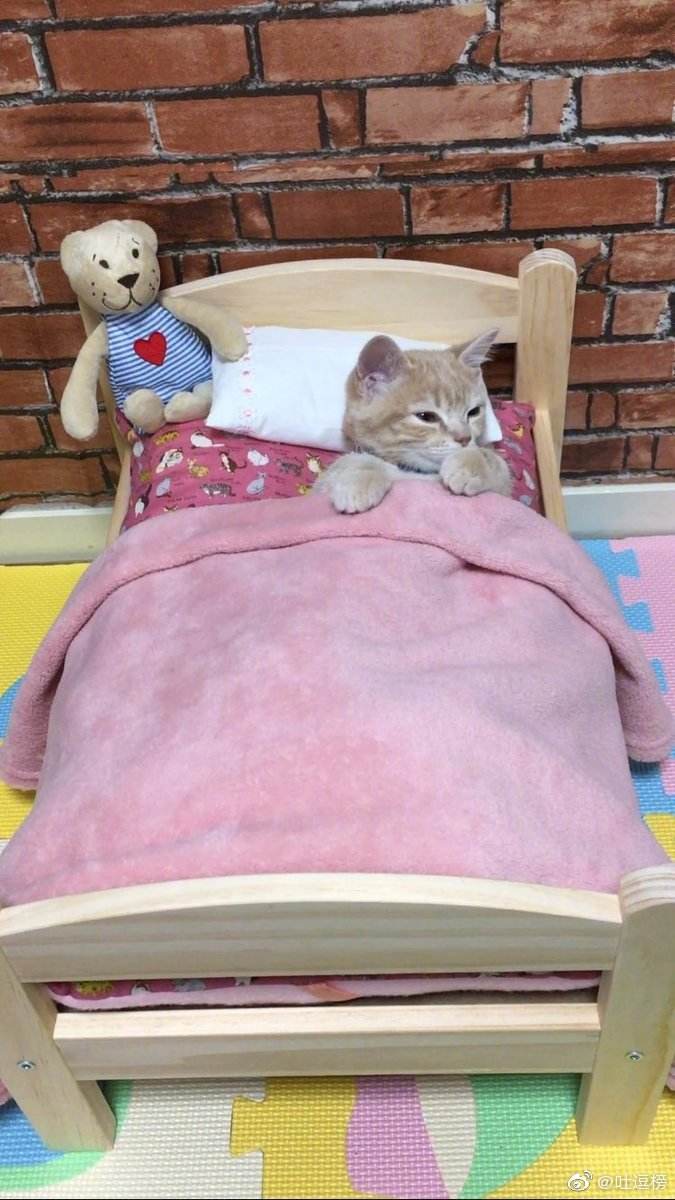 猫咪晚上跳到床上,猫咪床上睡觉