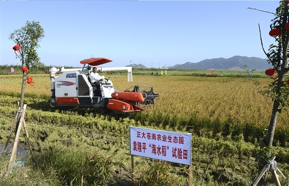 海水稻最新发展,海水稻真的难吃么