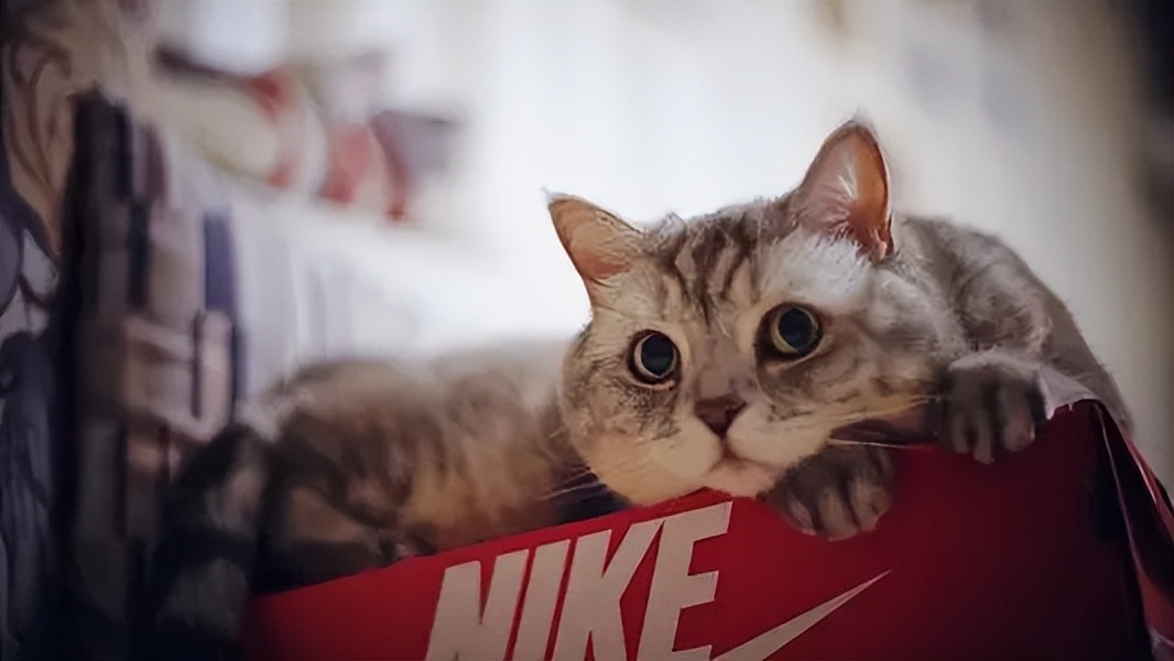 猫静脉栓塞,猫静脉栓塞和动脉栓塞的区别