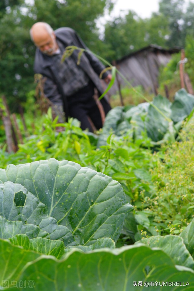 俄国风情：吉林老金在俄罗斯种蔬菜，成了当地的蔬菜大王