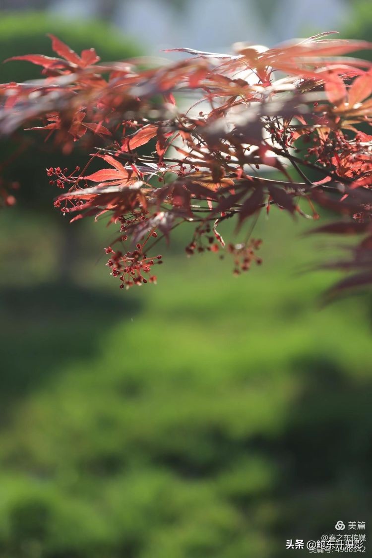 清晨的公园静态美和动态美,运城体育公园夜间灯光