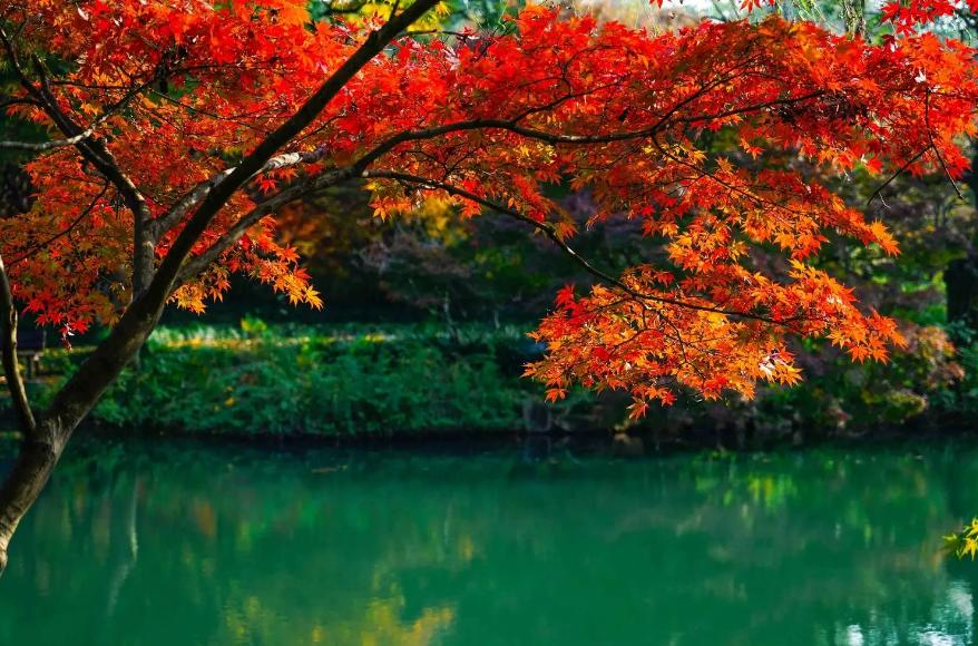 西湖的秋景诗句,西湖的秋天是美丽的