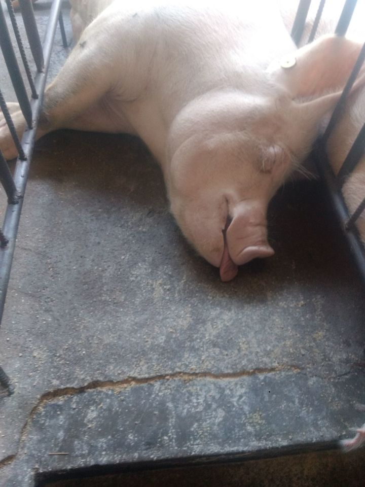 为什么猪能存活下来,为何猪在进化中没有被毁灭