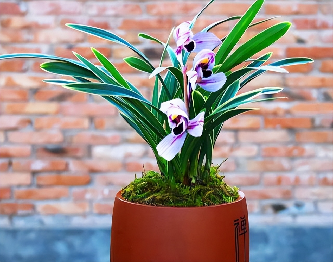 比较香且好养的兰花品种,兰花经典花型