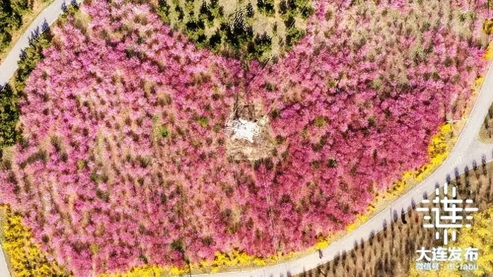 漫步大连,又是被“圈粉”的一天