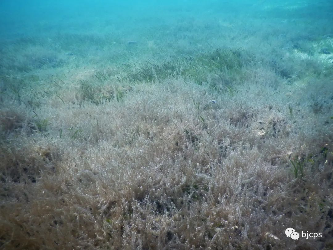 塞班岛免签政策45天还是14天,为什么塞班岛免签