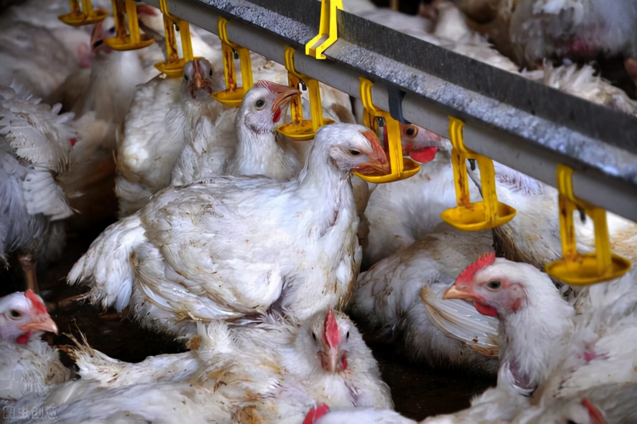 鸡长期用抗生素有影响吗,30多天的鸡吃了会有问题吗