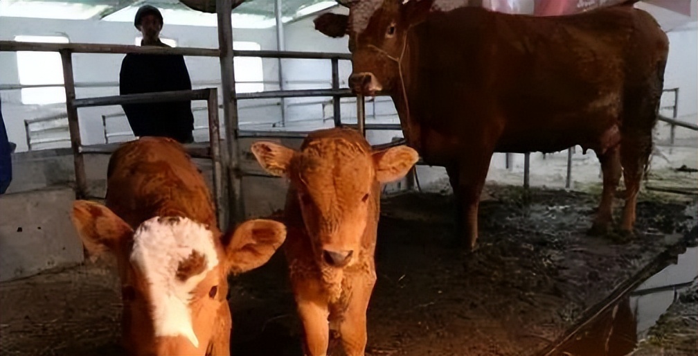 今日牛价西门塔尔云南最新价格,今日西门塔尔牛多少钱一斤